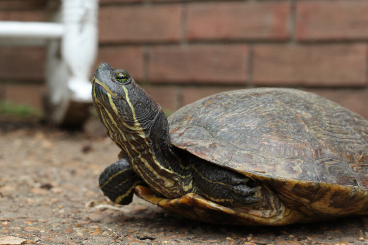 7 Lessons for Founders on How to Stick Your Neck Out