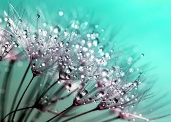 Scaling Up Your Sales Process